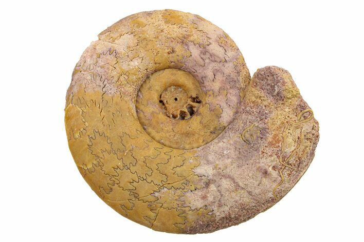 Jurassic Ammonite (Hildoceras?) Fossil - Morocco #289685